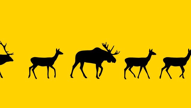 Walking moose and deers, animation on the yellow background
