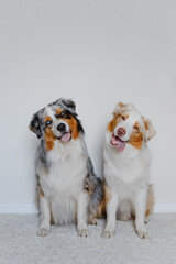 Australian Shepherds at home