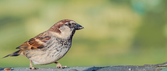 sparrow bird close-up
