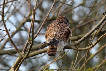 A beautiful animal portrait of a Kestrel perched on a tree. This Bird of prey was captured at Lunt Meadow Nature Reserve in Liverpool, England.