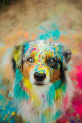 Australian Shepherds in Holi colors