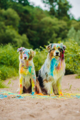 Australian Shepherds in Holi colors