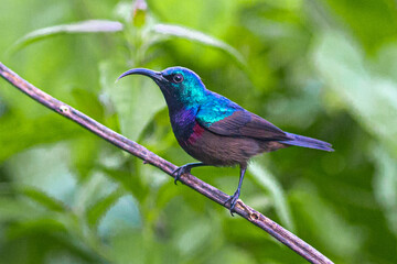 Lotens Sunbird sitting on a branch
