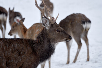 Spotted deer in the reserve in winter.