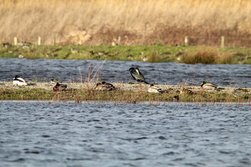 One of the many lakes and islands at Lunt Meadow Nature Reserve in Liverpool, United Kingdom. Many birds including a rare Cormorant can be seen in this image.