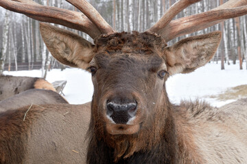 Spotted deer in the reserve in winter.