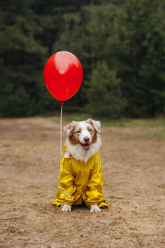 australian shepherd halloween outfits