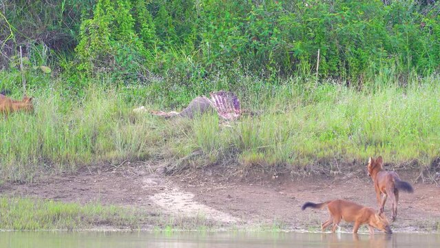 Asian Wild Dog, Dhole  eating deer carcass in a meadow near the river.