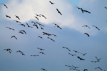 A stunning animal portrait shot of birds in flight