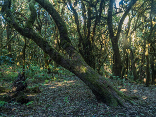 Lush evergreen cloud laurisilva forest with mossy trees at the Garajonay National Park, La Gomera, Canary Islands, Spain. Mysterious fairytale magical nature scenery. UNESCO World Heritage Site.