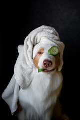Australian Shepherd in a towel and cucumber on the eye