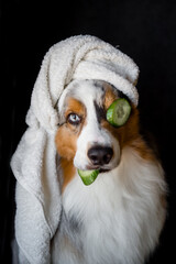 Australian Shepherd in a towel and cucumber on the eye