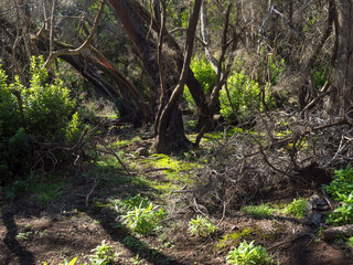 Lush evergreen cloud laurisilva forest with mossy trees at the Garajonay National Park, La Gomera, Canary Islands, Spain. Mysterious fairytale magical nature scenery. UNESCO World Heritage Site.