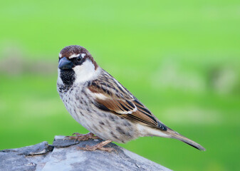 sparrow bird close-up