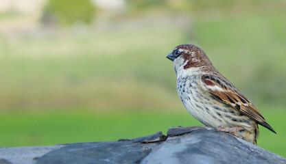 sparrow bird close-up
