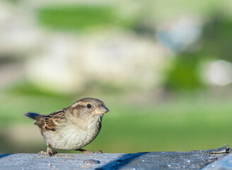 sparrow bird close-up