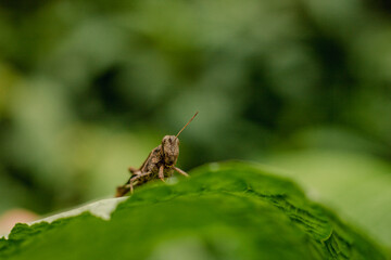 Grasshopper on a leaf