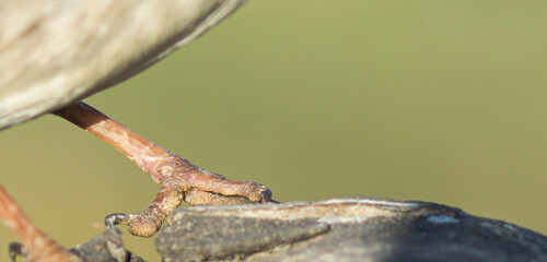 bird legs detail