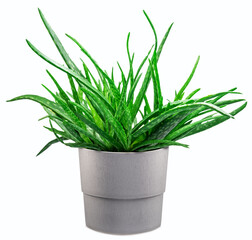 Aloe vera plant in the gray pot isolated on white background. Excellent indoor decorative plant.