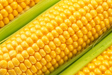 Maize seeds in corn cob covered with small water drops. Macro shot.