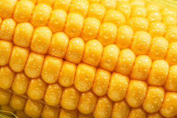 Maize seeds in corn cob covered with small water drops. Macro shot.
