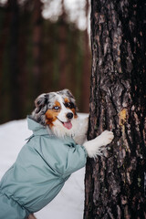 Australian Shepherd standing near a tree in overalls