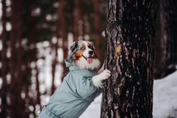 Australian Shepherd standing near a tree in overalls