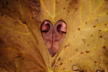 a heart in a leaf and a dog's nose