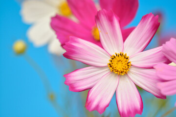 Fototapeta premium コスモスの花 秋のイメージ