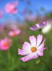 Fototapeta premium コスモス畑 秋のイメージ