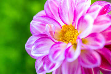 ダリアの花　春のイメージ