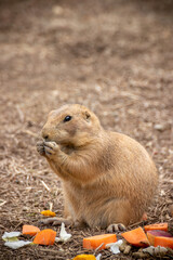 プレーリードッグのポートレート
