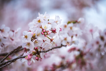Naklejka premium 桜の花 春のイメージ