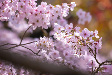 Fototapeta na wymiar 桜の花　春のイメージ