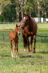 Chestnut mare and young foal. Front view. 