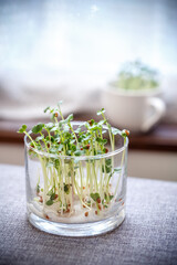 かいわれ大根の室内栽培