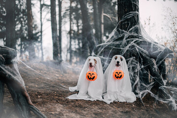 australian shepherd halloween outfits