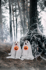 australian shepherd halloween outfits