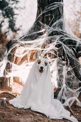 australian shepherd halloween outfits