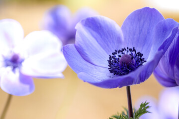 アネモネの花　春のイメージ