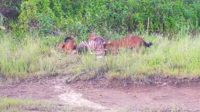 Asian Wild Dog, Dhole  eating deer carcass in a meadow near the river.