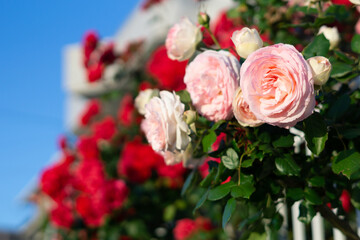バラの花