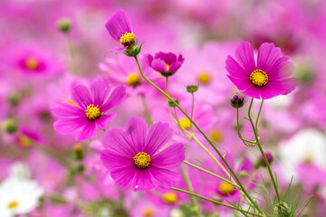 コスモスの花　秋のイメージ