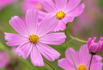 Fototapeta premium コスモスの花 秋のイメージ