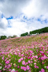 コスモスの花　秋のイメージ