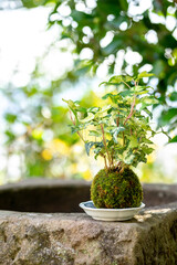 苔盆栽　和風イメージ