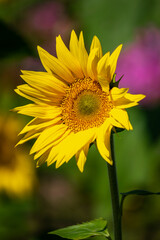 ひまわりの花　夏のイメージ