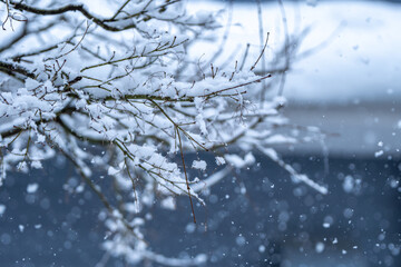 枝に積もる雪　冬の寒いイメージ