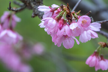 桜の花　春のイメージ