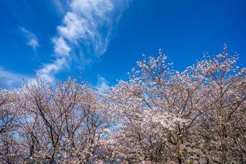 桜の花　春のイメージ